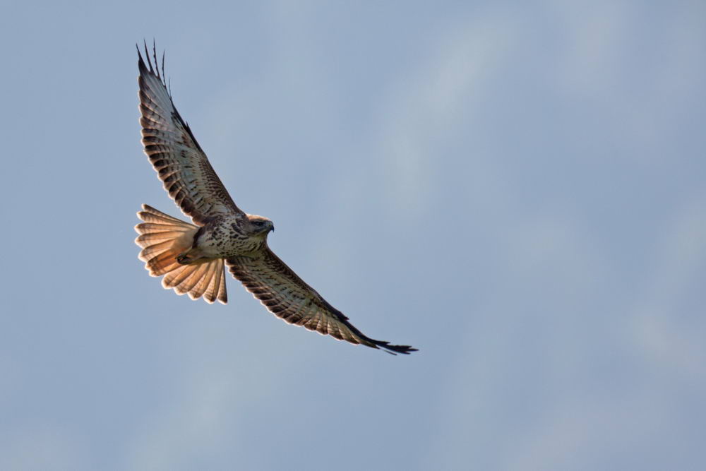 Vortrag im "Haus der Natur": Vögel des Kaukasus