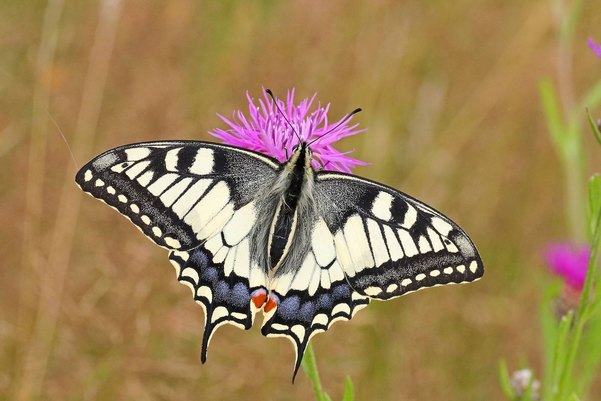 Ahrensburg Fotofreunde Stellen Im Haus Der Natur Aus