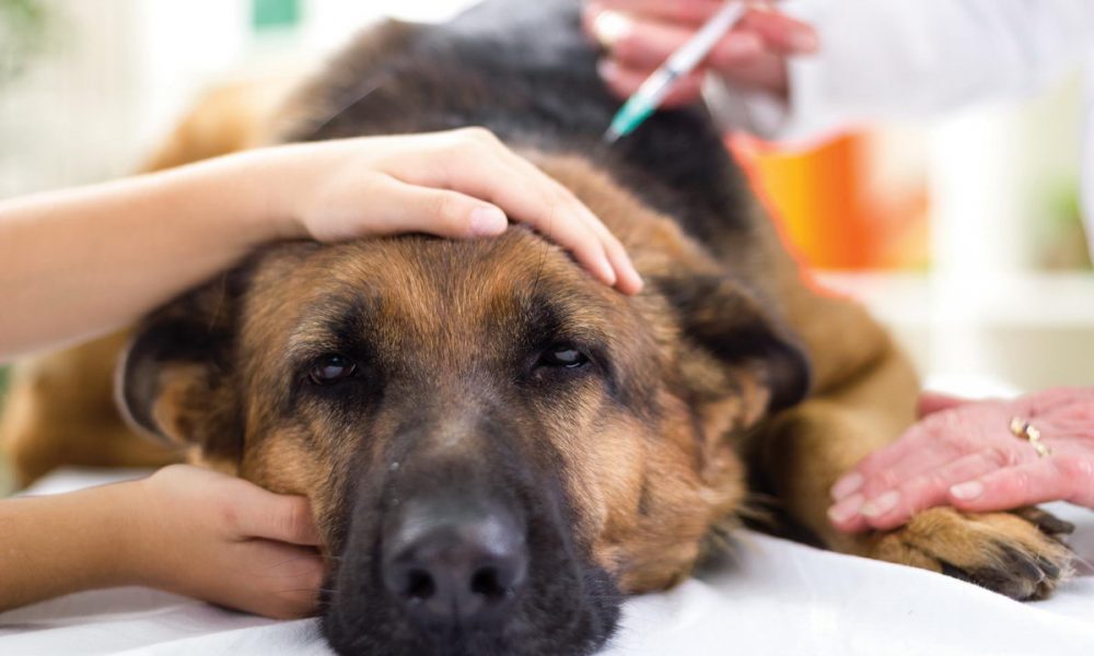 Veterinaramt Archive Stormarnlive Das Online Newsportal Fur Den