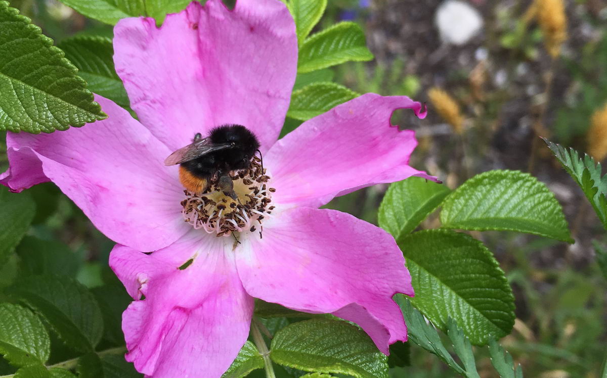 Haus Der Natur Vortrag Uber Wildbienen
